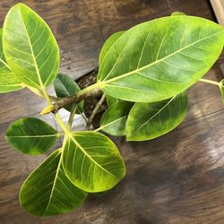 Variegated Ficus Rubber Plant (pls Read Description Below)