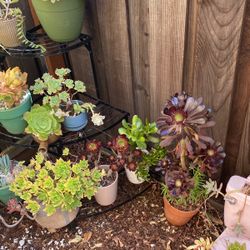 Succulents 