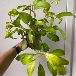 Philodendron Golden Goddess 