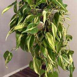 Philodendron Brasil 
