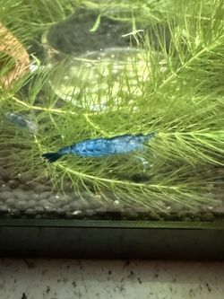 Blue dream shrimp plants