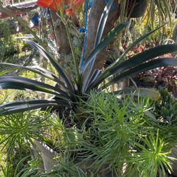 Muy bonita planta tiene de 2