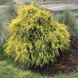 Golden Mop Cypress 