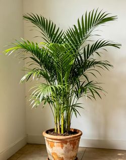 Lush Neanthe Bella Parlor Palm/ indoor plant/ house plant flower patio garden starter