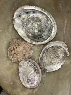 Abalone Sea Shells 