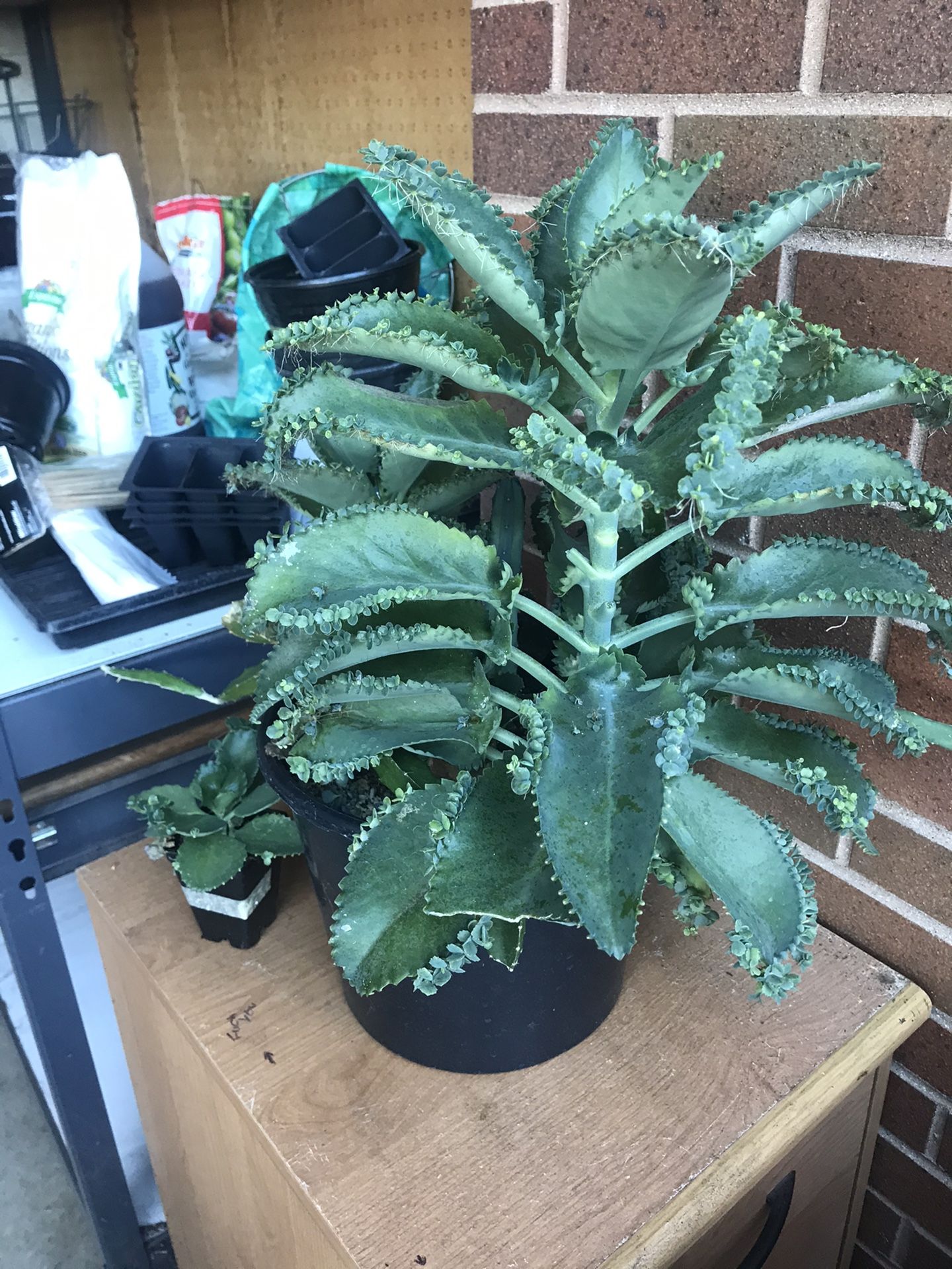 Kalanchoe beautiful Mexican plants 🌱