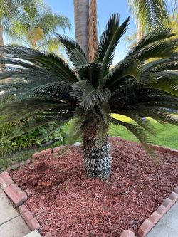 Sago Palm