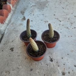 pinecone cactus 