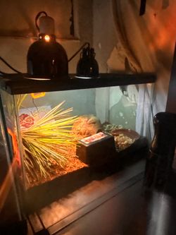 Reptile tank and supplies