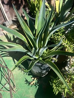 AGAVE VARIEGATED