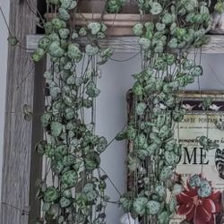 String Of Hearts Starts