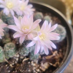 Cactus  babies only $7 each quarter size