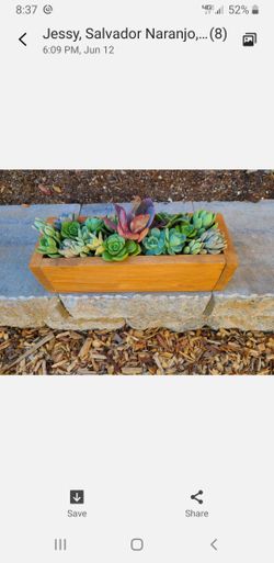 Succulents Arrangement