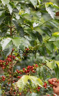 Planta de café