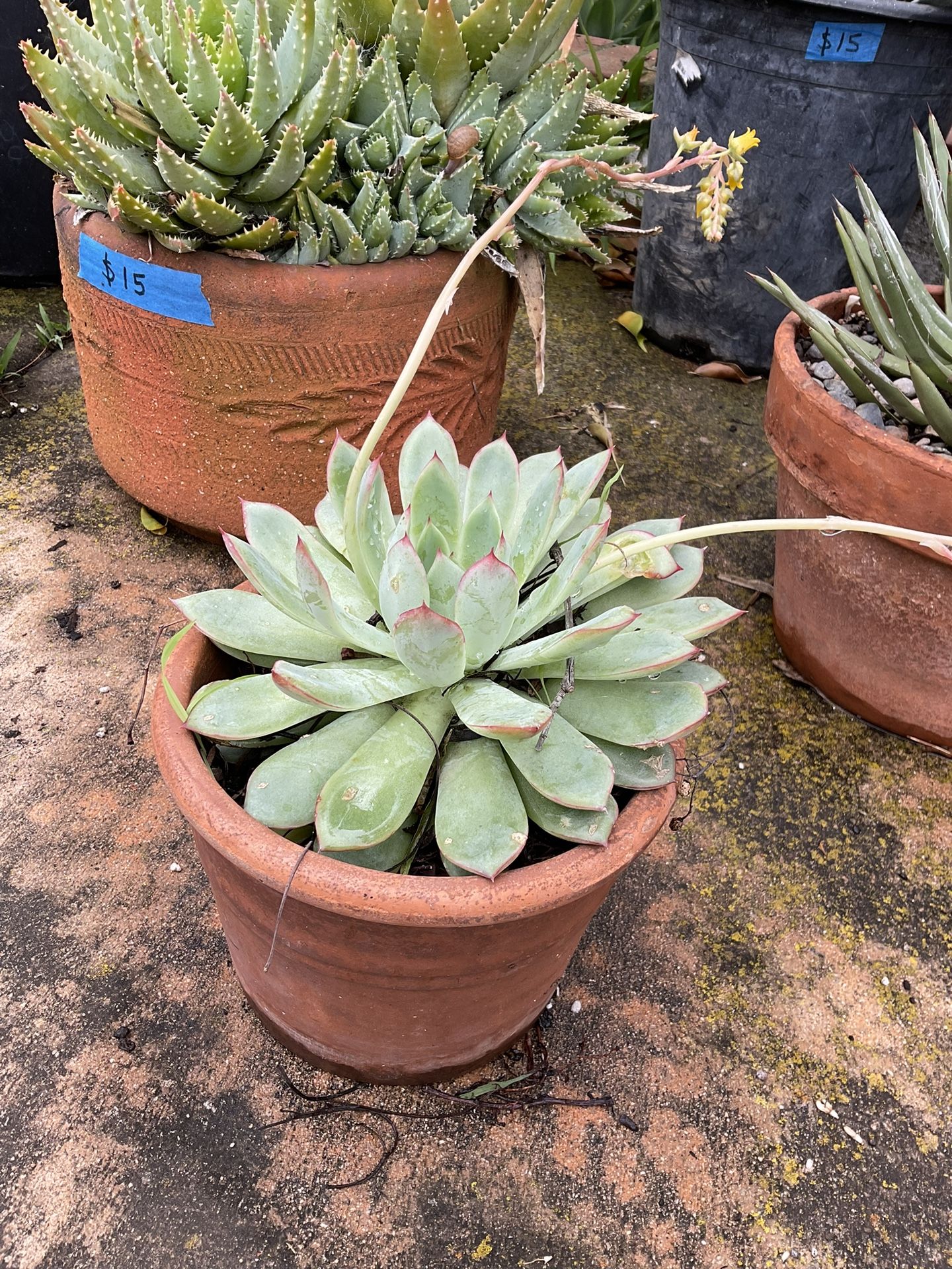 Dudleya Type Succulent - Flowering