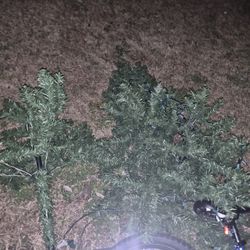 Free Christmas Tree