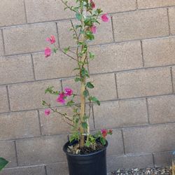 Tall Barbara Karst Bougainvillea Magenta Red