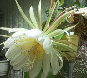 Epiphillum Marniera