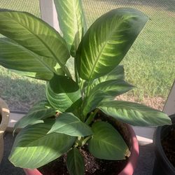 Very nice plant for home!   Please !