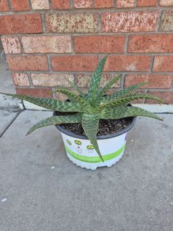 Large Tiger Aloe