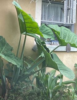 ONE LEFT ! Elephant ear plant small  -3$  first pic shows mother plant