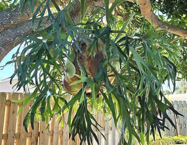 Staghorn Fern
