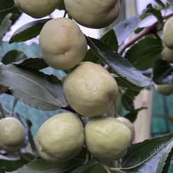 Awesome Delicious Jujube Fruit Tree Plant