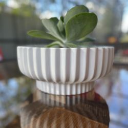 Beauty in a Pot!!!  Perfect Center Piece!!!