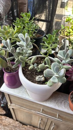 Suculenta