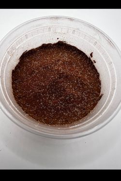 Springtails Reptile Bioactive