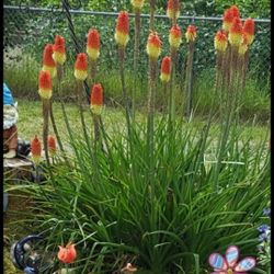 Red Hot Poker Plants