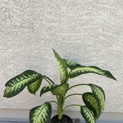 Dieffenbachia Tropical Snow Live Plant 