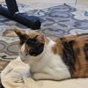 Kat