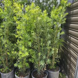 podocarpus  over 5 to 6 feet tall Instant  Privacy Hedge For Fence Green Full 