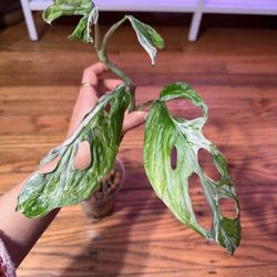 Monstera Adansonii Mint Plant