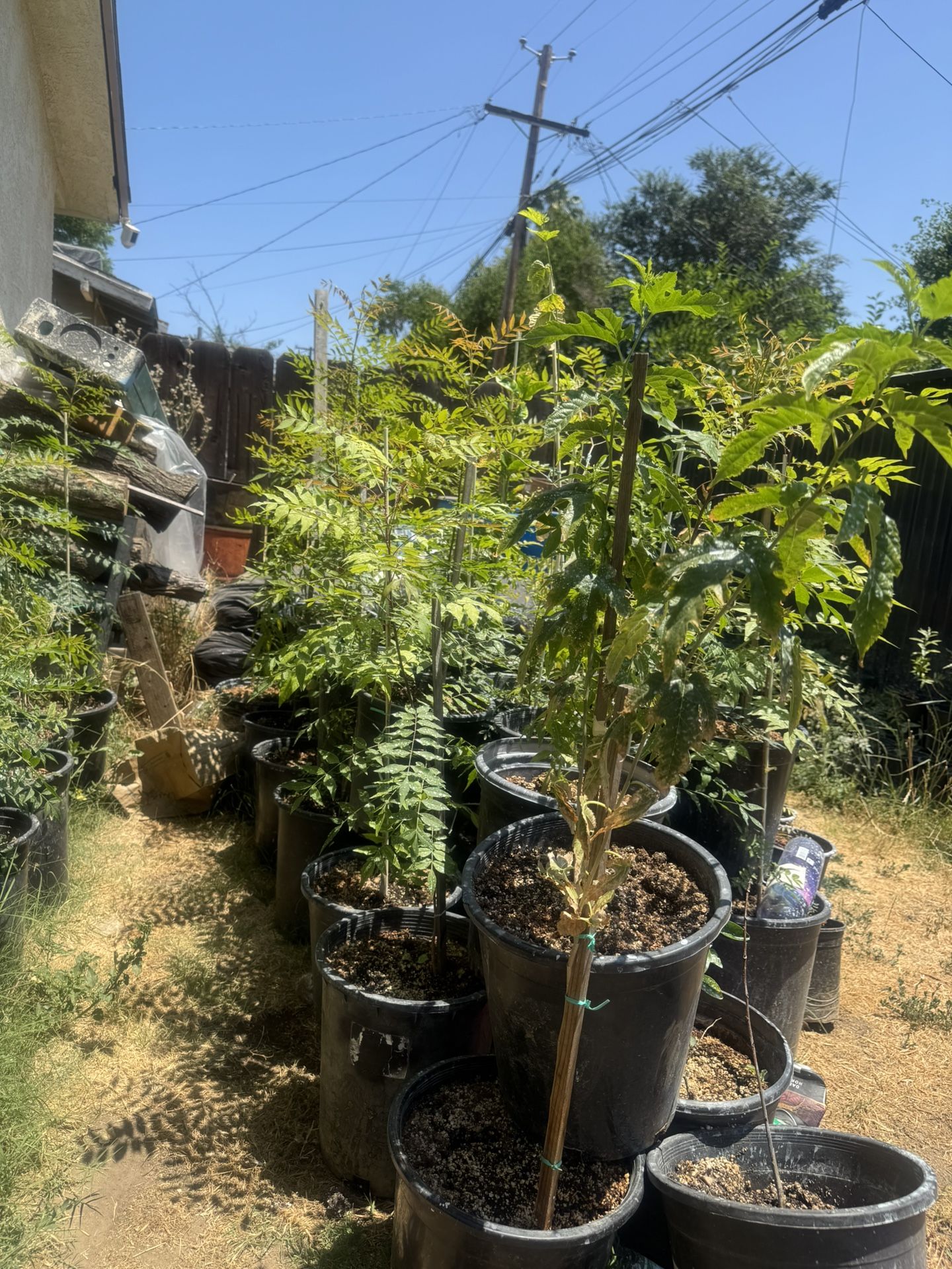 Chinese Pistachio Tree Fruitless
