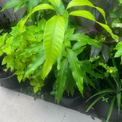 Mango Corn