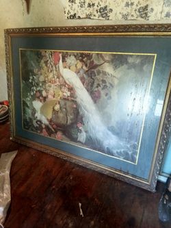 Peacock Picture