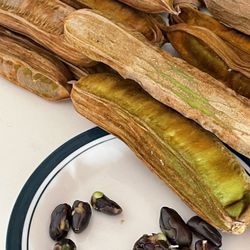 Vanilla Ice Cream Bean Tree Seed(1)