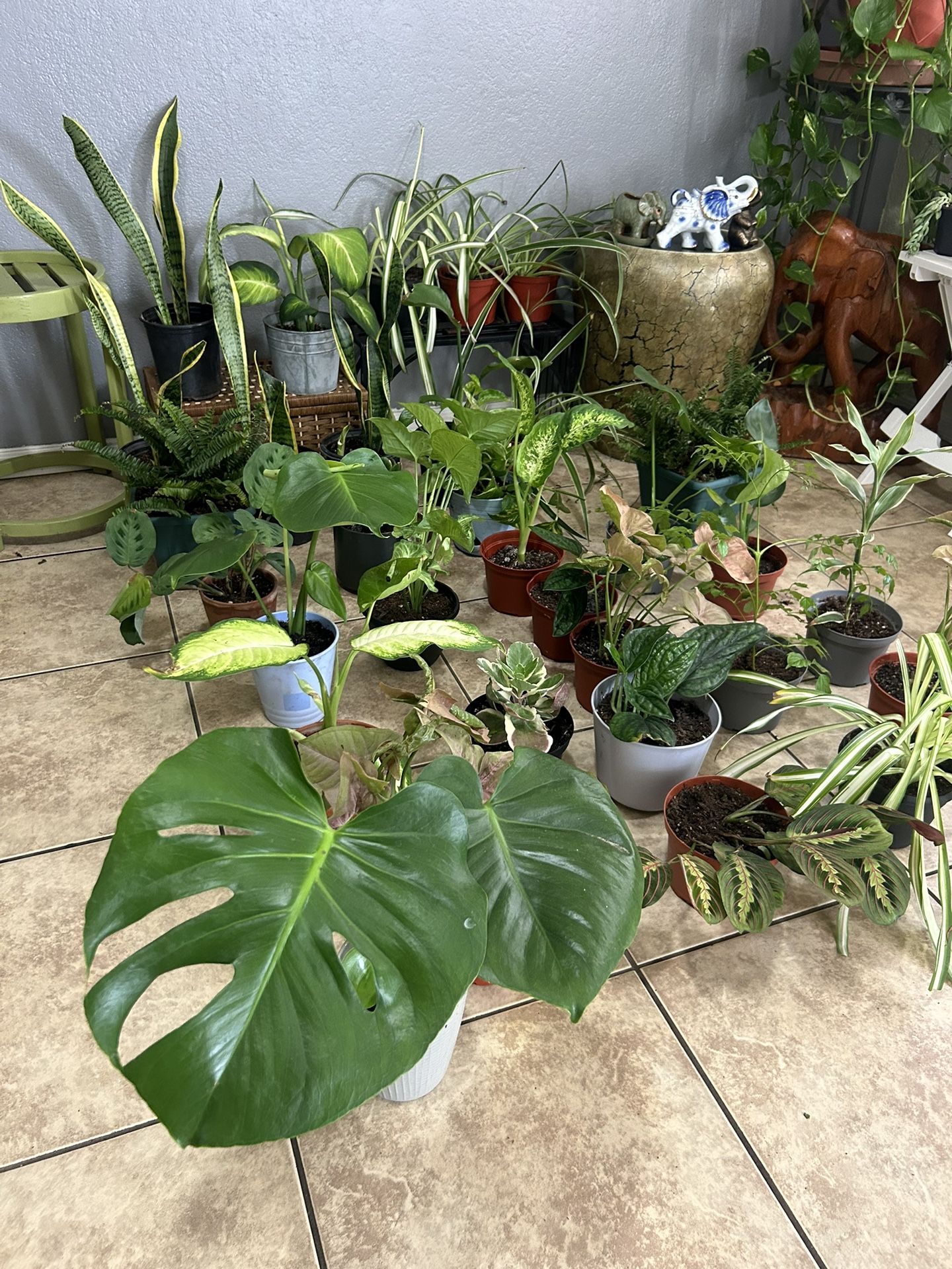Plants For Sale 10 Each