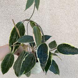 Albo marginata plant with pot