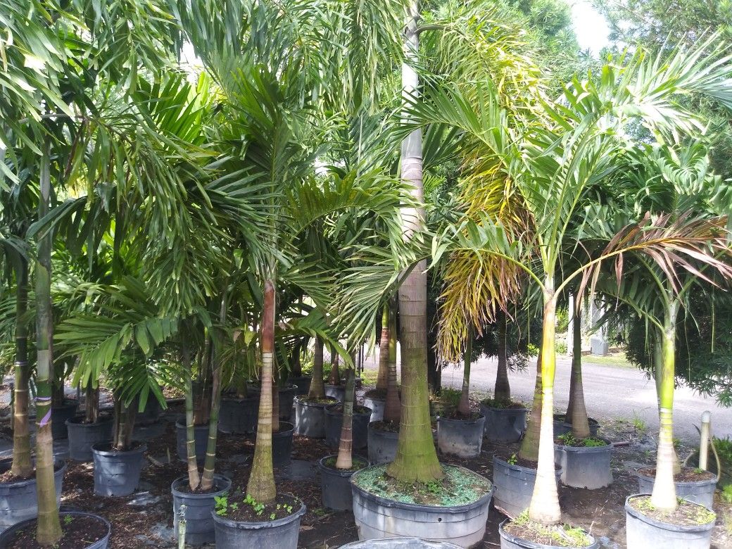 Palm trees 10 ft tall delivered and planted for Sale in FL, US OfferUp