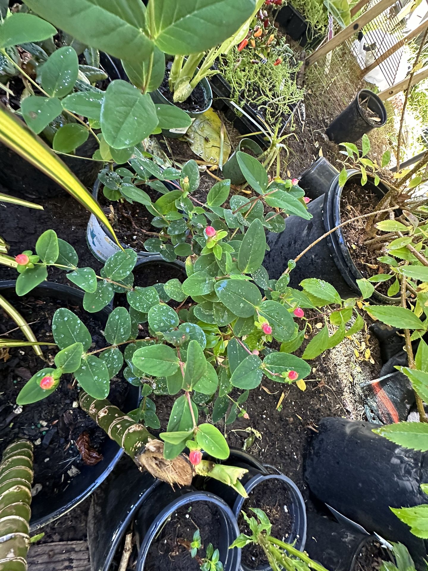 Indoor Outdoor Cactus And Suclents All Avalable