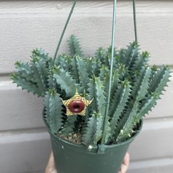 6” Blooming Huernia Zebrina