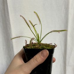 Carnivorous Drosera ‘Cape Sundew’ Plant
