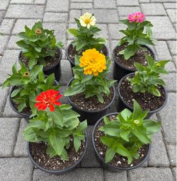 Beautiful Dreamland Zinnias in 6" Pots