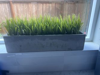 Plant Decor