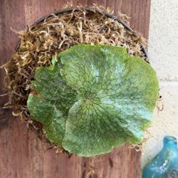 Mounted Baby Superbum 