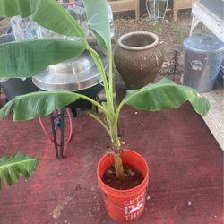 Banana Plant 