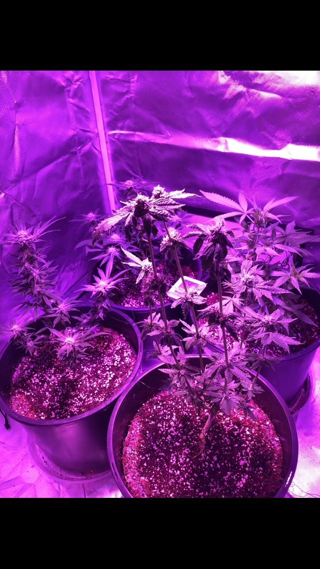 O.B.O Grow Tent 300w LED